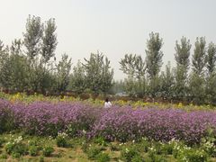 -北京东方普罗旺斯薰衣草庄园