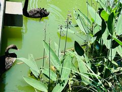 -长兴太湖图影湿地文化园