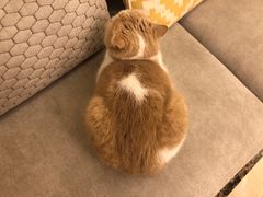 -伊斯坦布尔土耳其清真咖啡餐厅