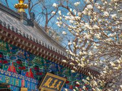 -护国法轮寺
