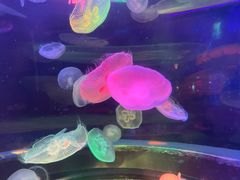 -太平洋海底世界