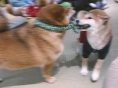 -逗柴咖啡屋·狗咖猫咖宠物桌游