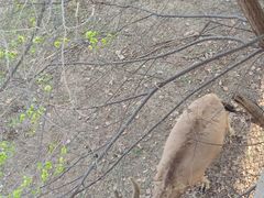 -北京麋鹿生态实验中心