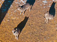 -鄂尔多斯野生动物园