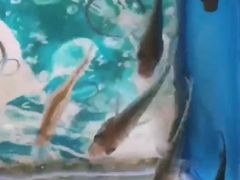 -泰国鱼疗足疗馆