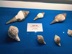 -青岛贝壳博物馆