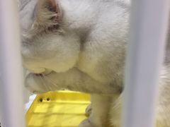 -藏猫猫咖啡主题馆(中央大道店)