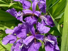 -北京麋鹿生态实验中心