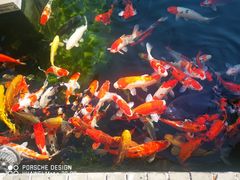 -顺德了能馆(虎门店)