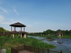 -荷塘月色湿地公园·向阳花洲