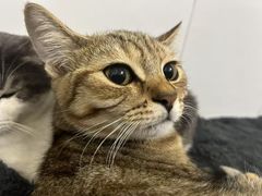 -博特宠物医院24h犬猫全科.骨科·异宠