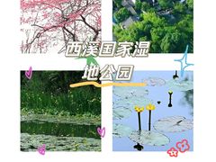 -西溪国家湿地公园