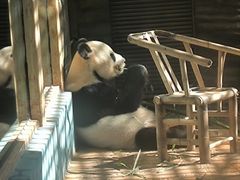 -西霞口神雕山野生动物世界