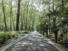 -合肥滨湖国家森林公园