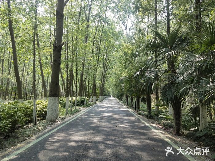 合肥滨湖国家森林公园图片