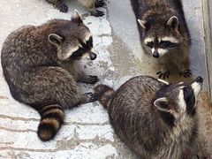 -泉州海丝野生动物世界