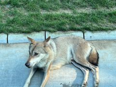 -北京野生动物园