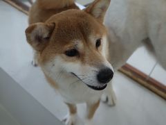 -共舞时光猫咖·狗咖(新街口店)