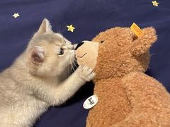 -猫大福·Fortune Cat猫舍(百子湾店)