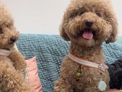 -佳雯宠物医院·皮肤科·内外科(春晓路分院)