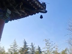 -洛阳白马寺