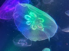 -海合安成都极地海洋公园