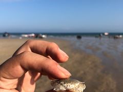 -贝壳沙滩