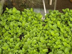 -循礼门鲜花花市(武汉循礼门店)