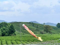 -龙坞茶村