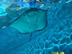 -上海海洋水族馆