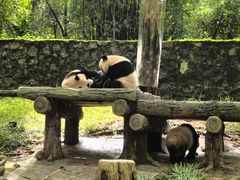 -都江堰中华大熊猫苑