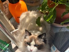 -八公叔叔宠物美容连锁(春申店)