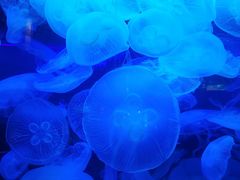 -太平洋海底世界