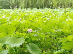 -桂湖森林公园