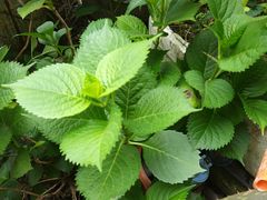 -王阿姨文昌油赞子(府桥街店)