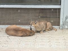 -西霞口神雕山野生动物世界