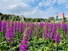 -松山湖梦幻百花洲