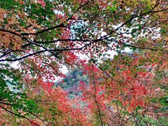 -龙道沟景区