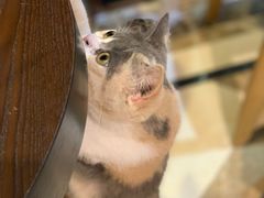 -猫色咖啡·猫咖