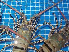 -三亚火车头万人海鲜广场