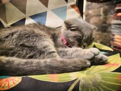 -猫色咖啡·猫咖
