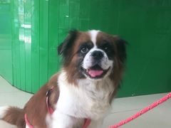 -瑞派动物医院·猫专科·至诚(江南中分院)