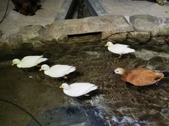 -海合安武汉极地海洋公园