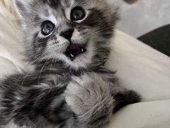 -欣宠猫屋·矮脚拿破仑·蓝金金渐层