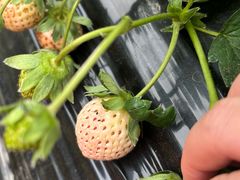-广东花都香草世界旅游度假区