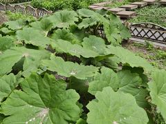 -黑龙江省森林植物园