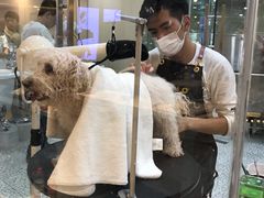 -momokira米努特·德文卷毛猫·棉花面纱犬