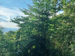 -铁山坪森林公园