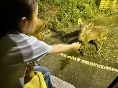 -清迈夜间动物园