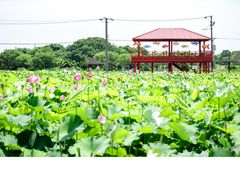 -嘉北郊野公园
